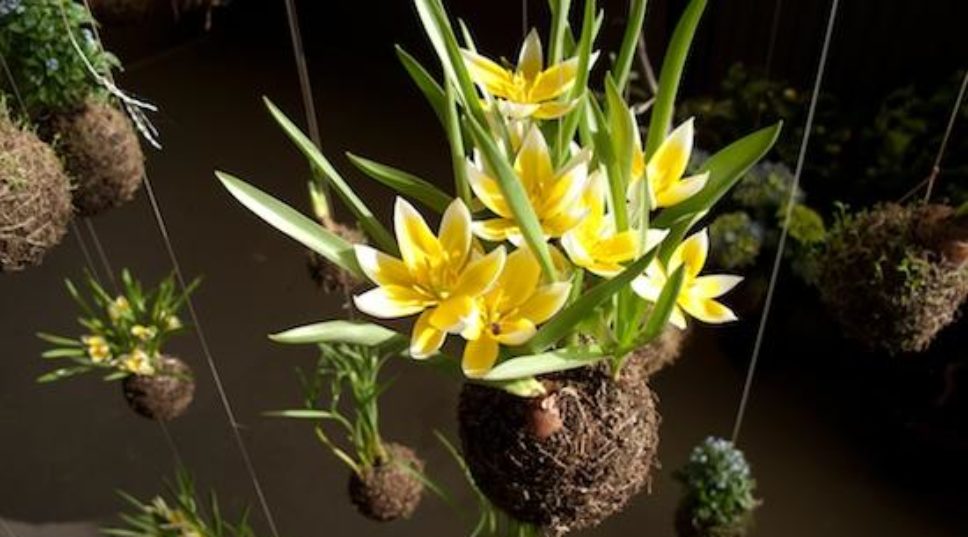 String Gardens: Elevating Hanging Plants to Art