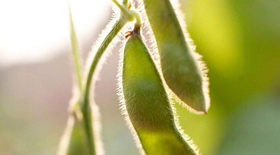 The versatile soybean