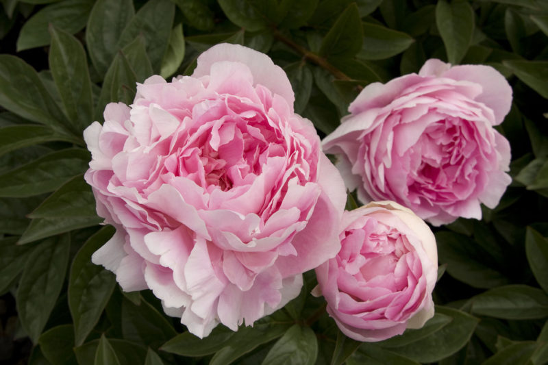 How to Grow Peonies Sunset Magazine
