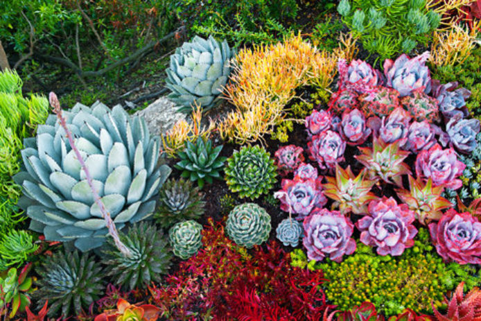 Top 10 Garden Trends