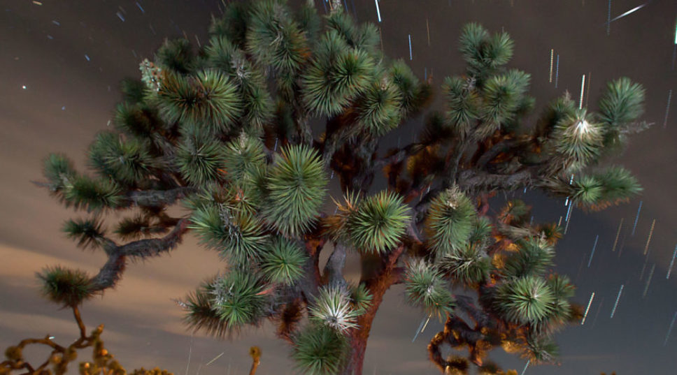Historic Vote Gives California Joshua Trees Protection as Temporary Endangered Species