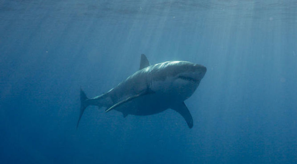 Drone Captures Hundreds of Sharks Swimming Beneath Unsuspecting Children