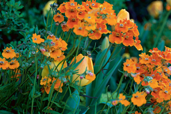 Plant These Winter Flowers for Gorgeous Color - Charlotte Magazine