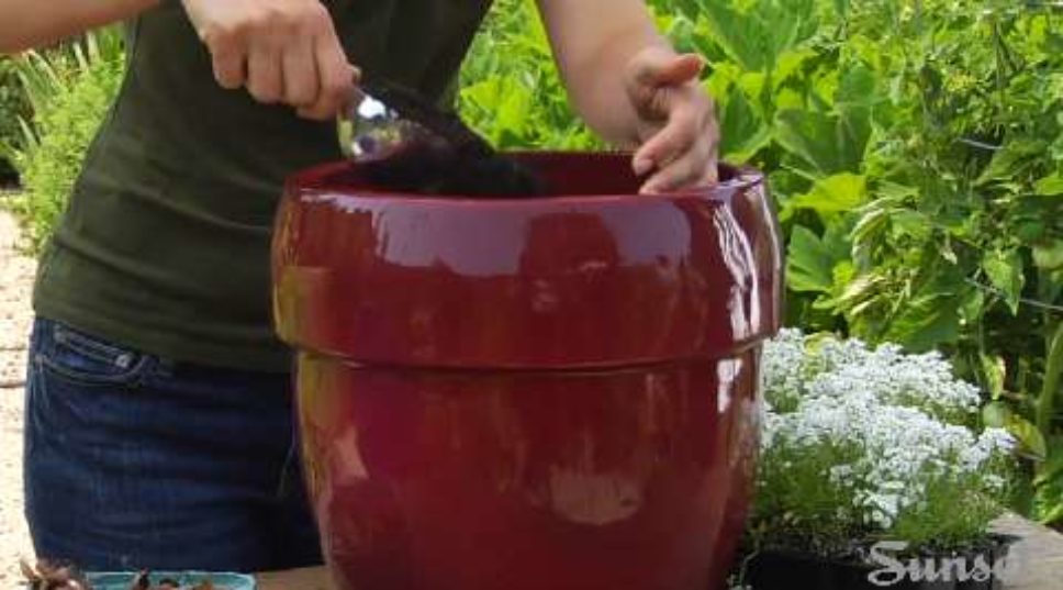How to Plant Bulbs in a Pot