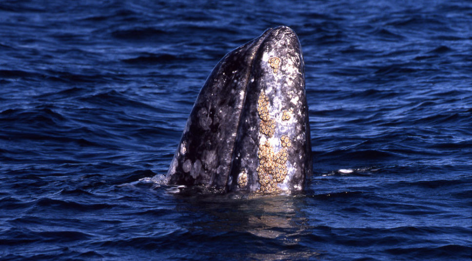 Best Activities in Channel Islands N.P.