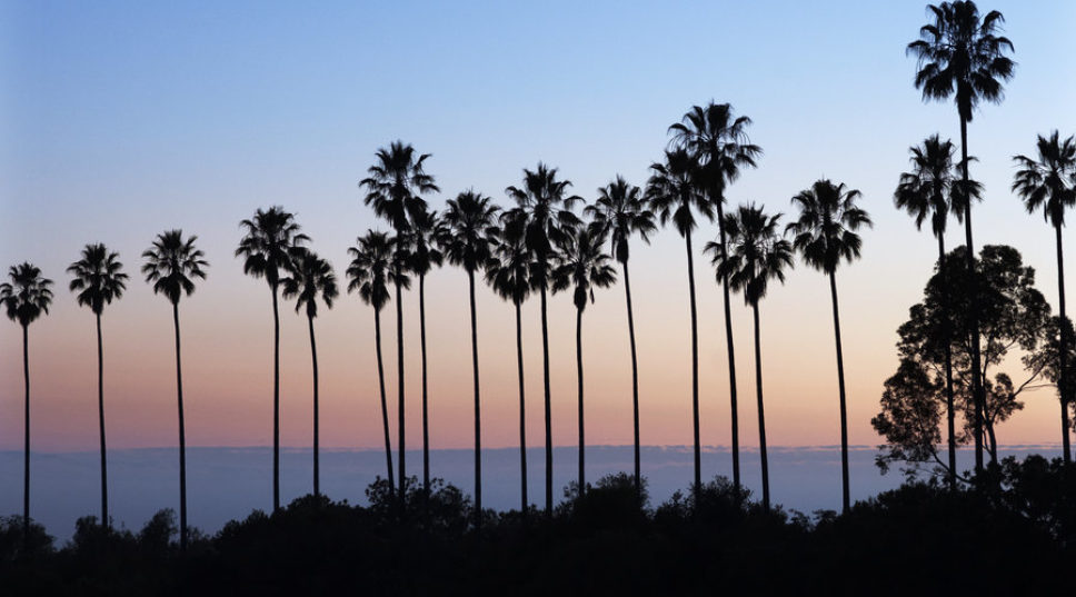 5 Iconic Palm Trees