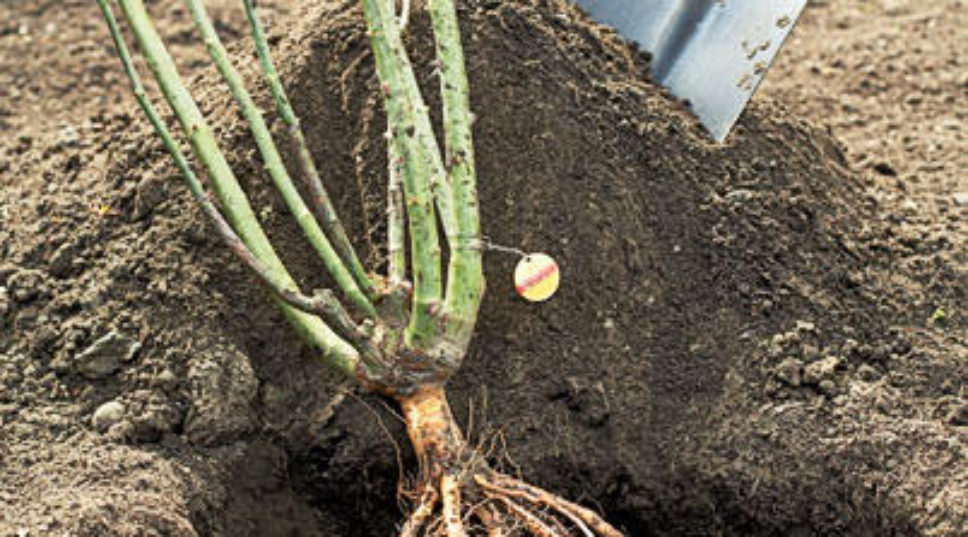 How to plant a bare-root rose