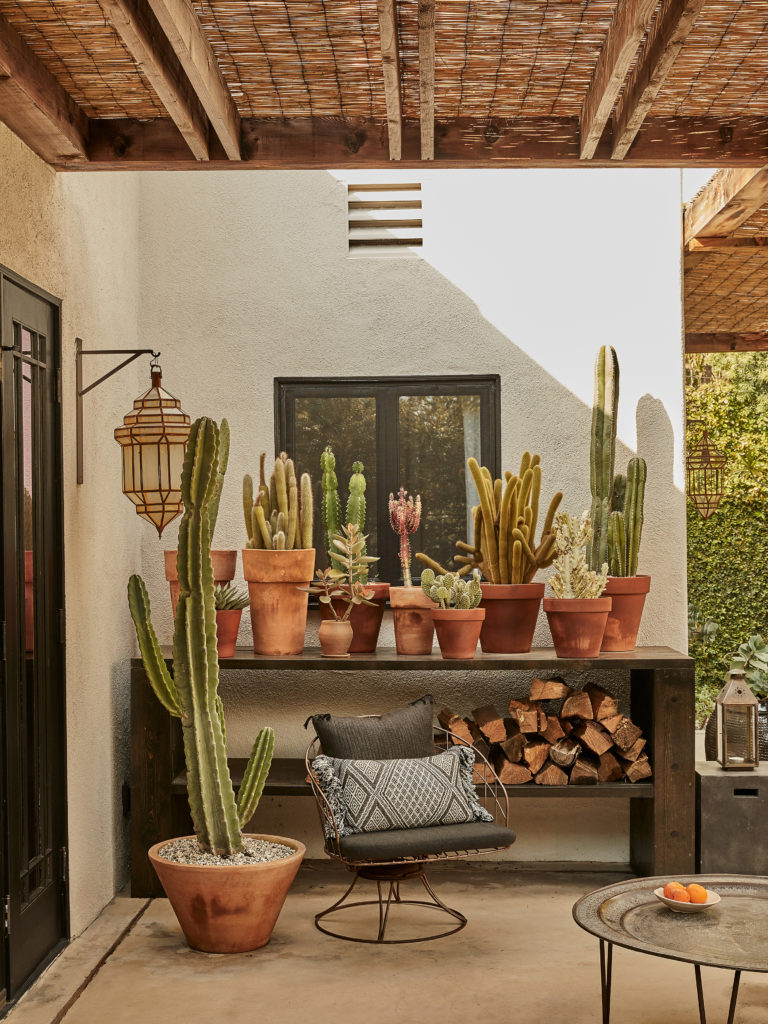 Cactus collection in the desert with planters