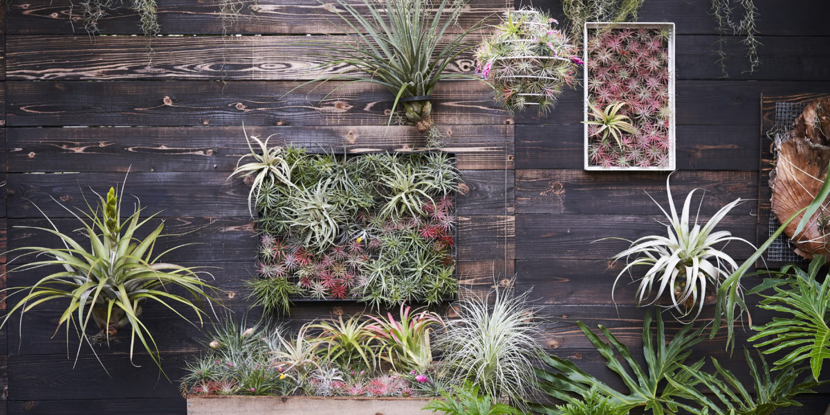 Wall of framed air plants