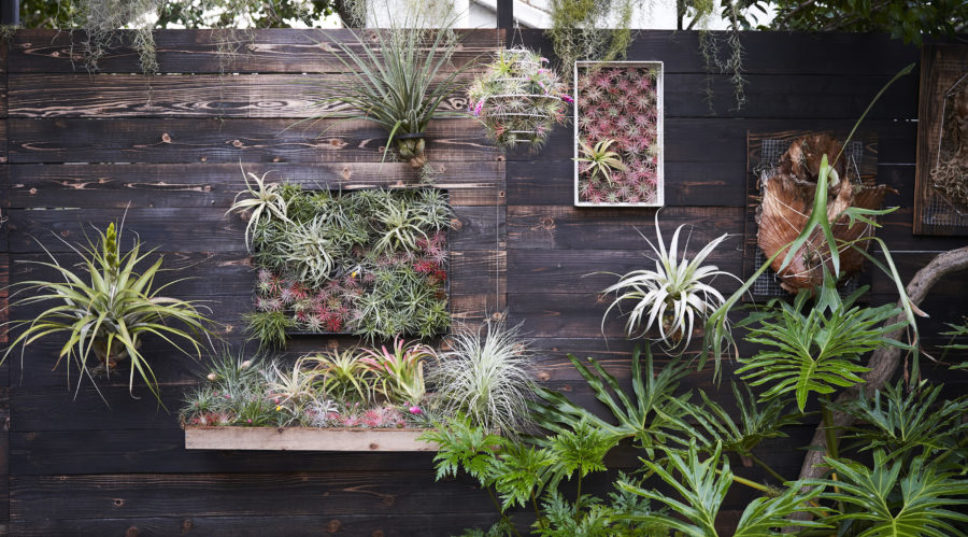 6 Stylish Ways to Show off Your Air Plants