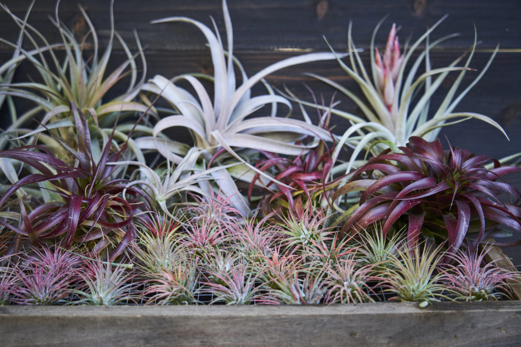 Close-up of air plants