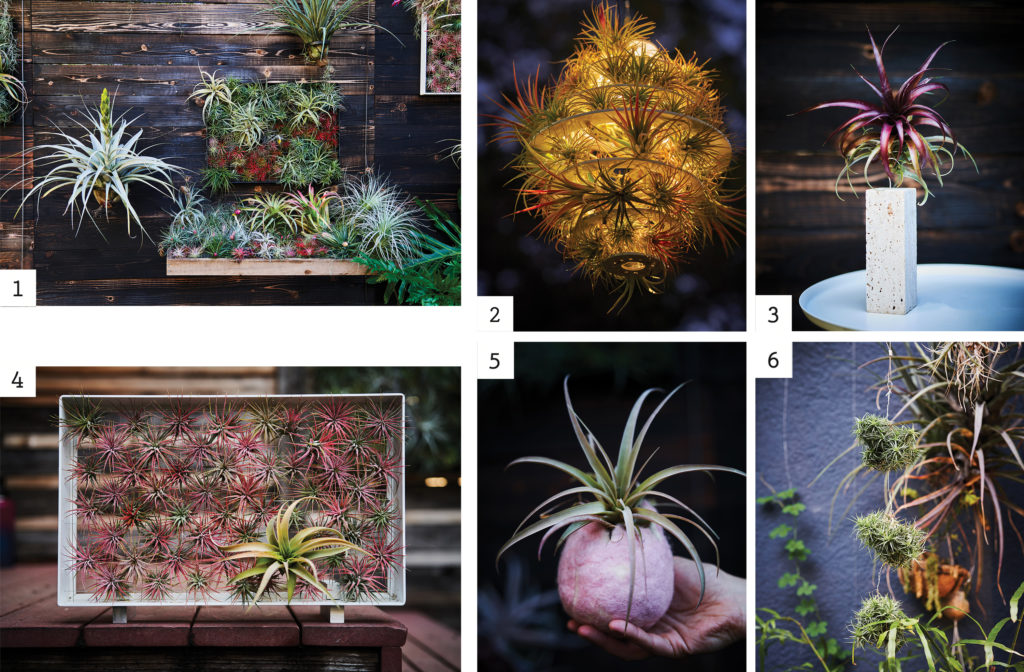Airplant products from Josh Rosen