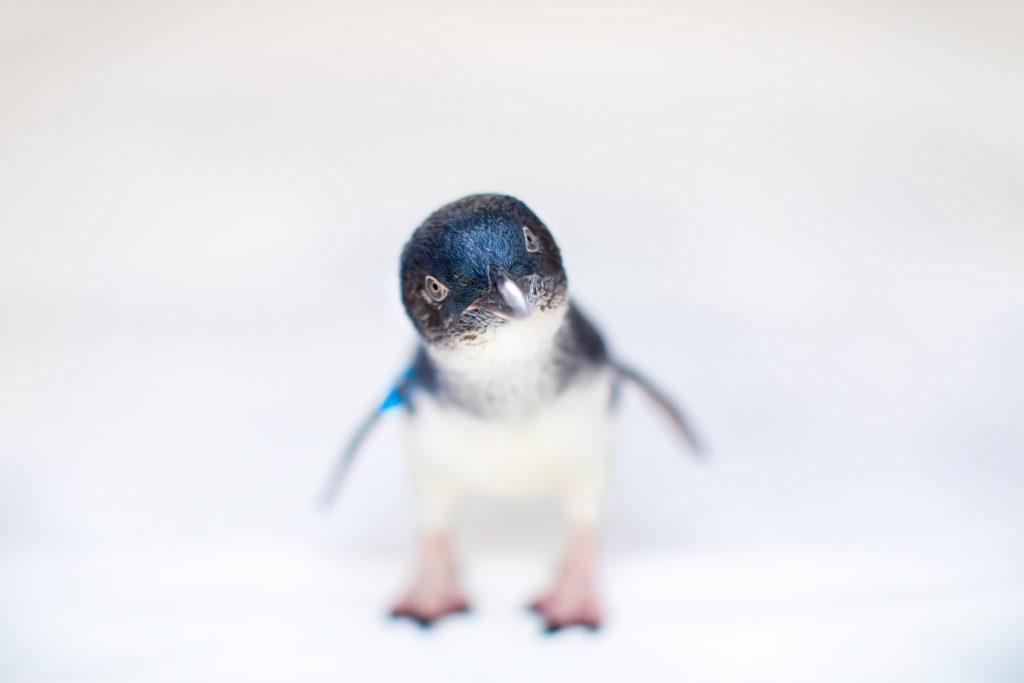 small blue penguin with white background looking head on at the camera
