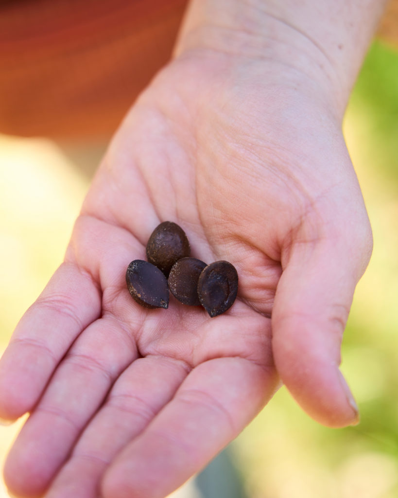 California Laurel Tree brown nuts
