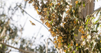 Pismo Beach, California Monarch Butterfly Preserve