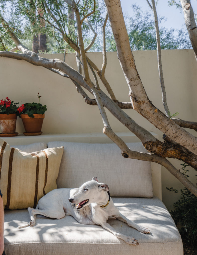 Dog on outdoor furniture in Arizona