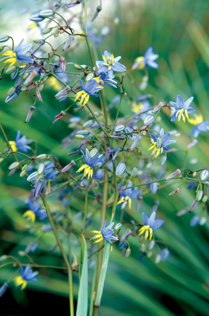 Dianella ‘Coolvista’ blue flowers