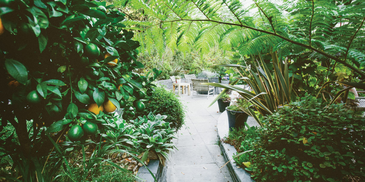 Citrus garden