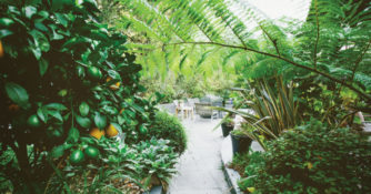 Citrus garden