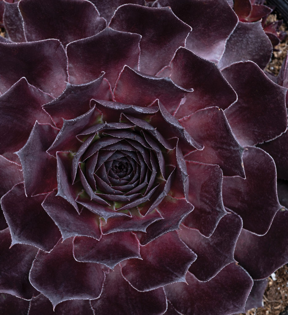 Supersemps ‘Hens and Chicks’