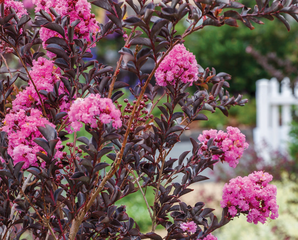 Lagerstroemia ‘Delta Fuchsia’ - pink flowers and purple leaves