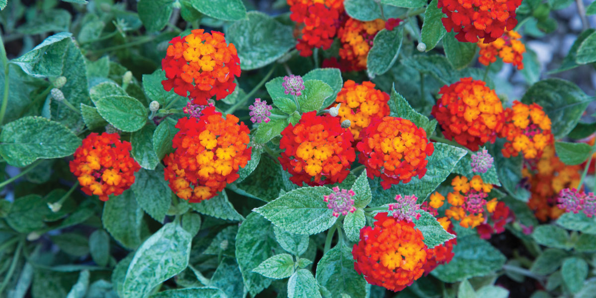 Lantana ‘Cosmic Firestorm’ with bright red flowers