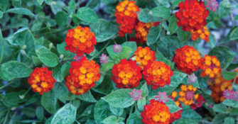 Lantana ‘Cosmic Firestorm’ with bright red flowers