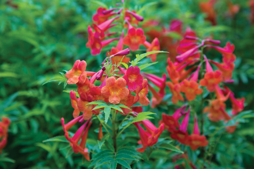 Tecoma ‘Bells of Fire’ with pink flowers