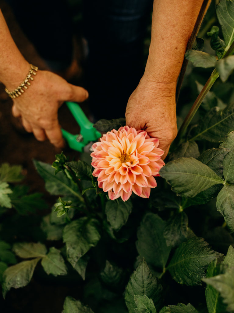 Beth Syphers harvests a flower from her farm