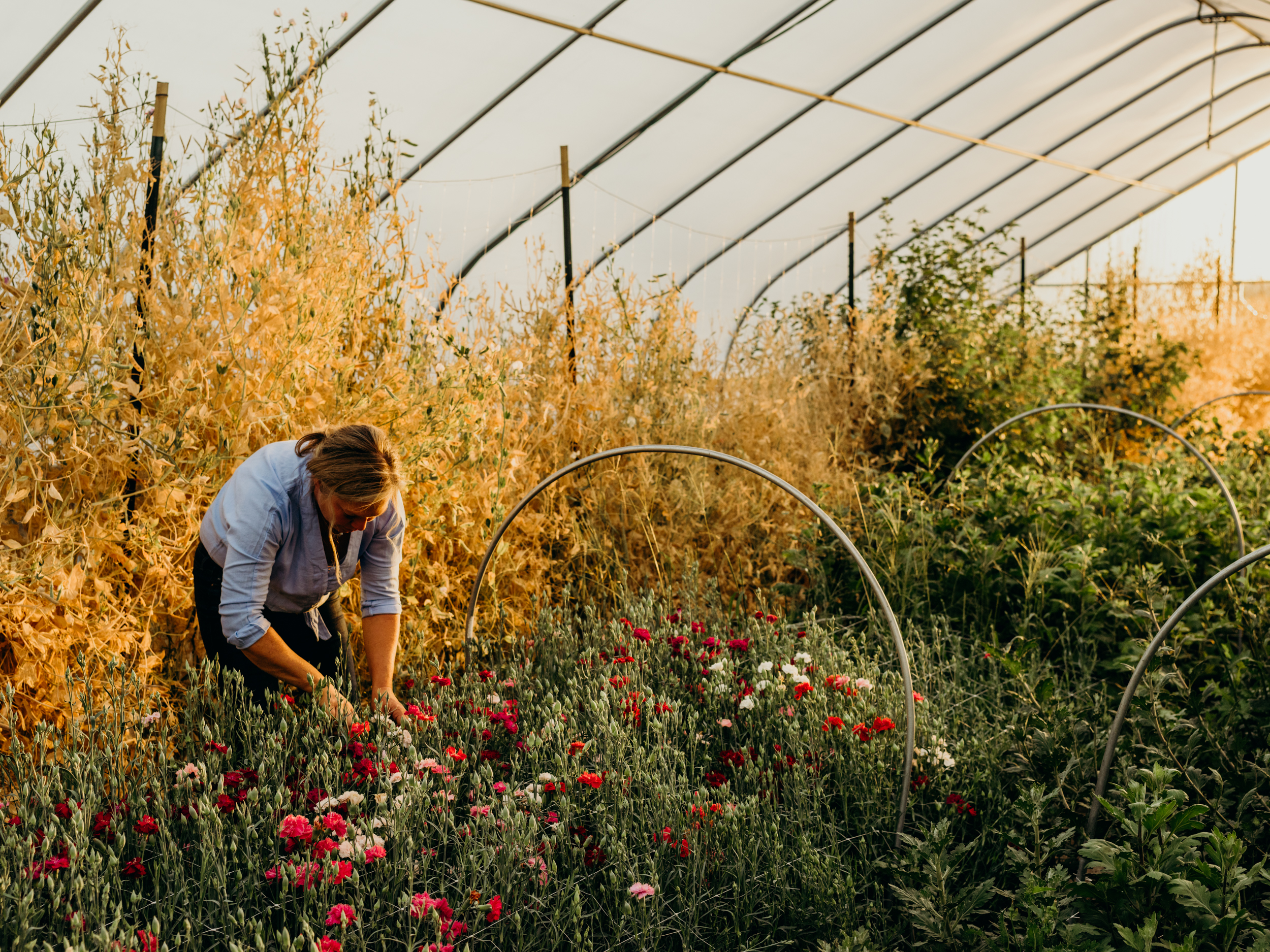 Beth Syphers harvests flowers from her farm