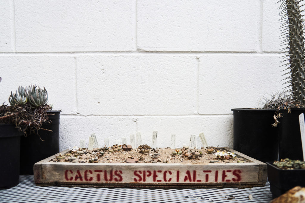 cactus maximus