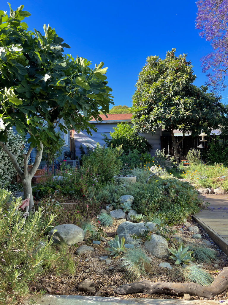 Front yard with native plants