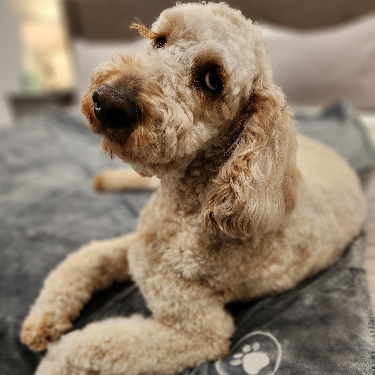 gizmo-loves-the-juno-suite-including-the-large-jacuzzi-tub