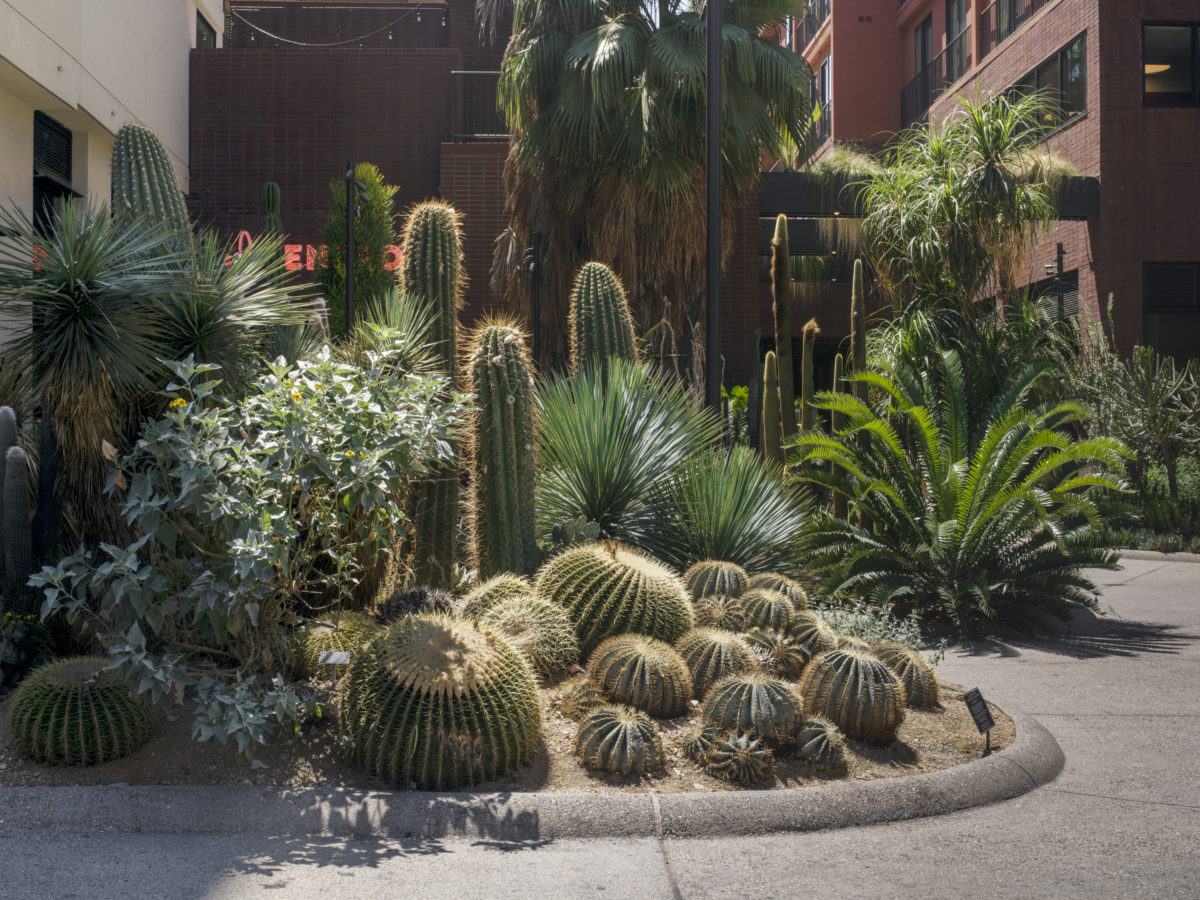 cactus maximus el centro hollywood