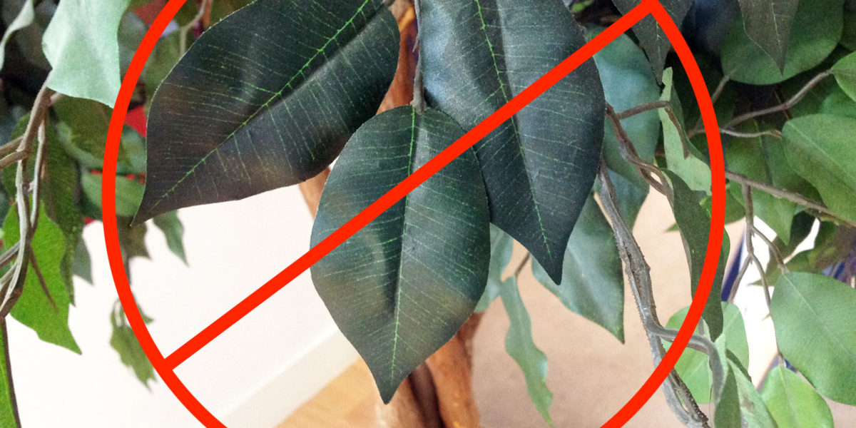 The Drawbacks of Fake Plants and Why to Grow Real Houseplants