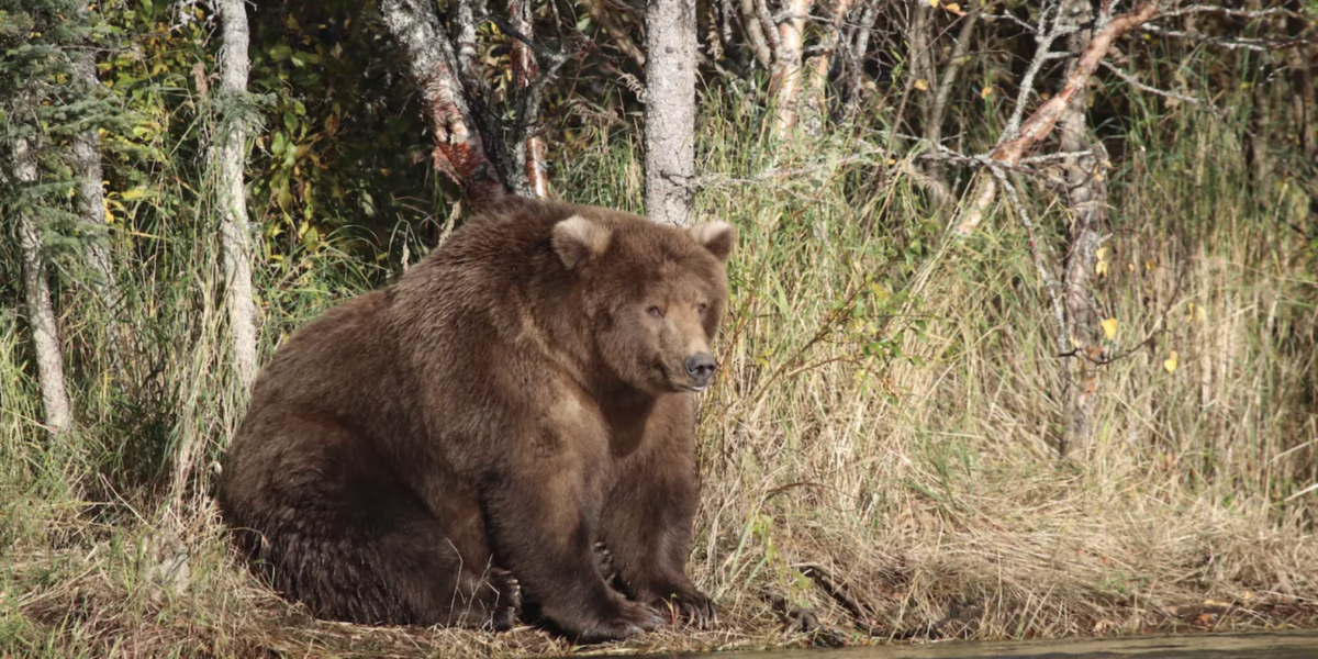 Survival of the Fattest: Katmai National Park’s Fat Bear Week Is Here