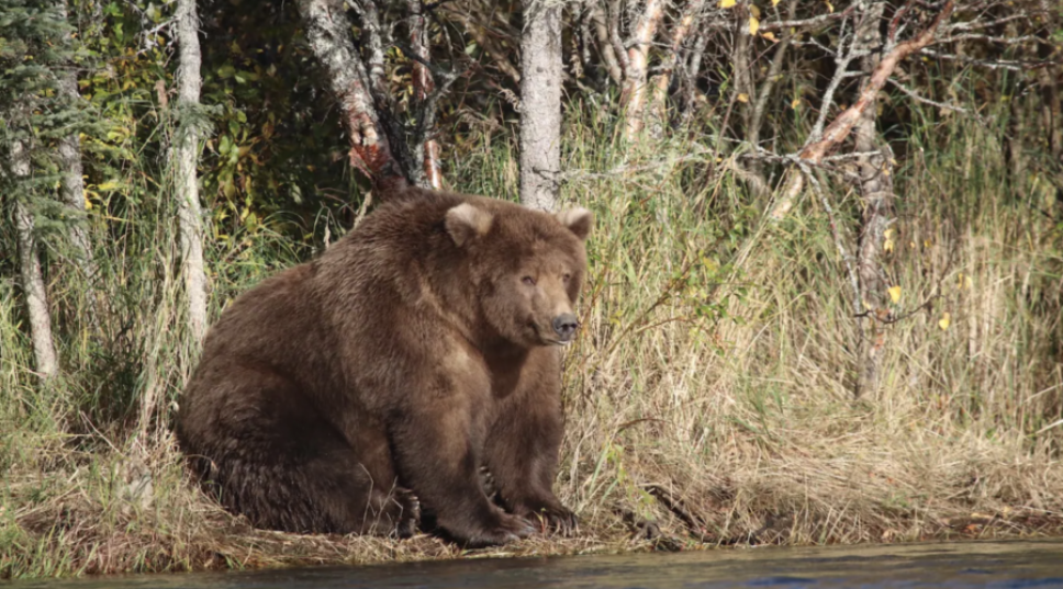 Survival of the Fattest: Katmai National Park's Fat Bear Week Is Here