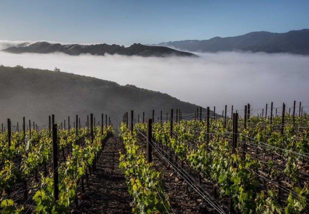 Grassini vineyards in the Santa Ynez Valley