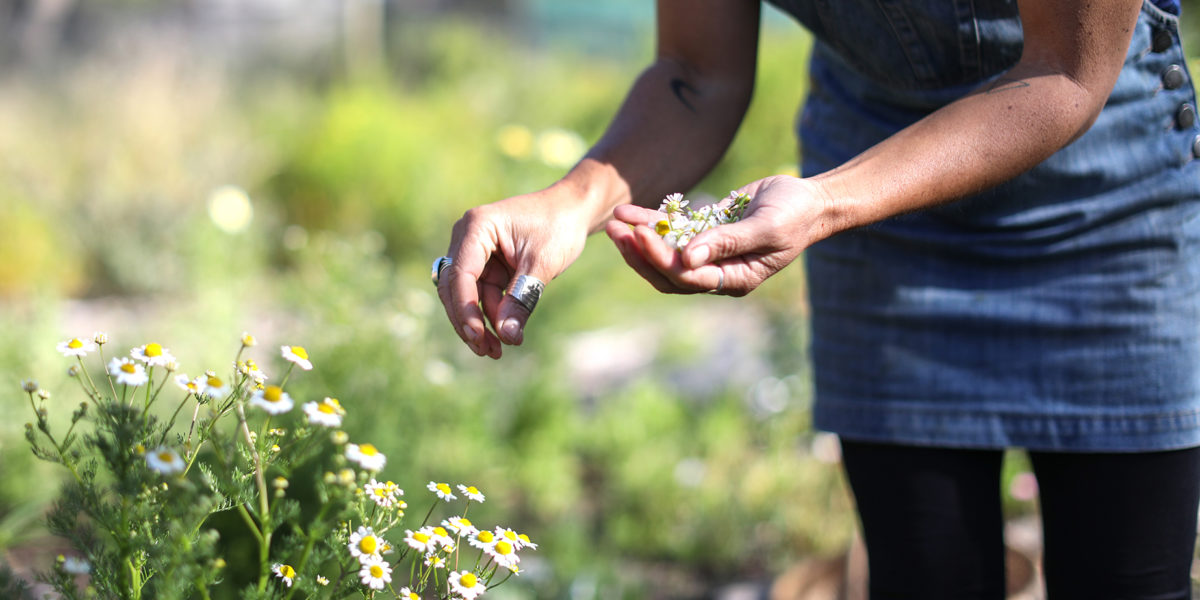 Woman in garden picking edible flowers