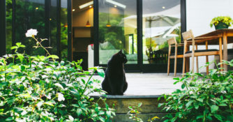 Black cat on porch
