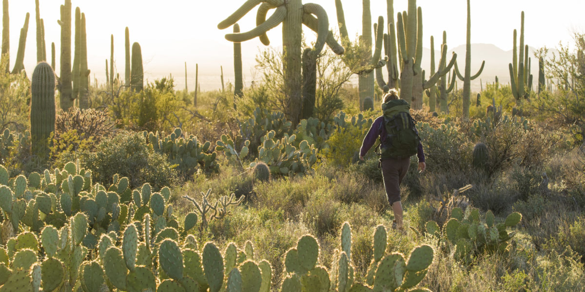 A woman hiking at sunset past backlit cactus in the Saguaro National Park, West Side, Tucson, Arizona.