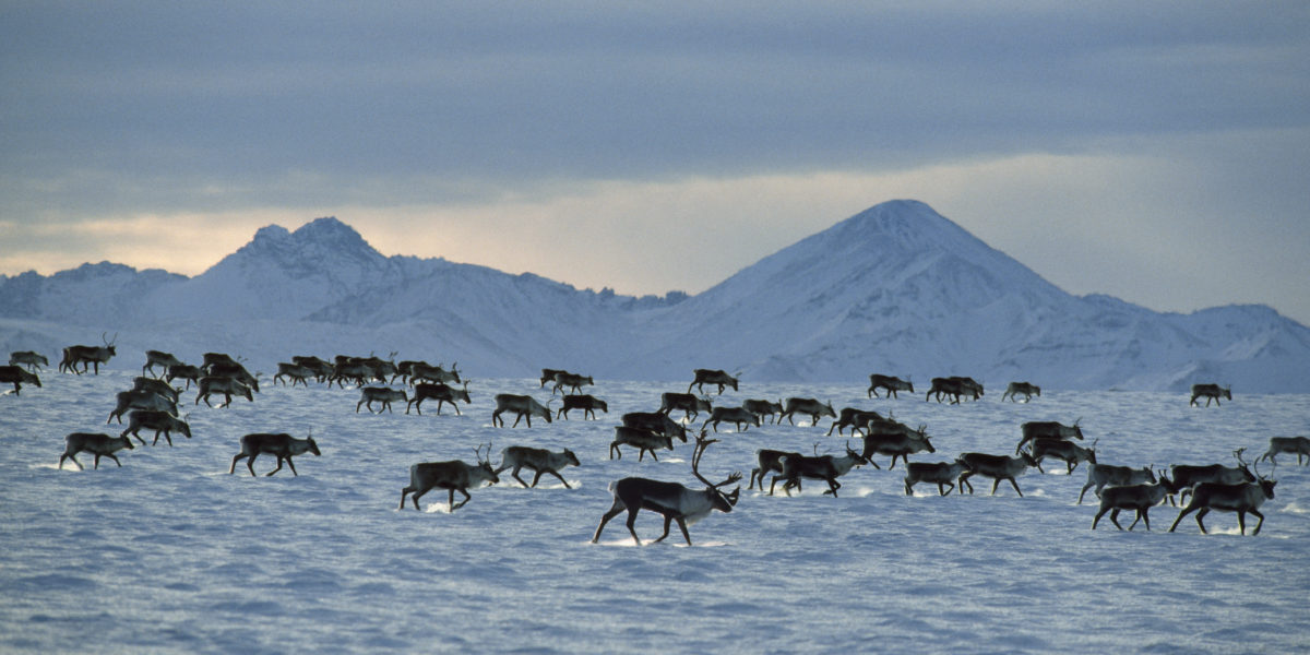 Porcupine Caribou