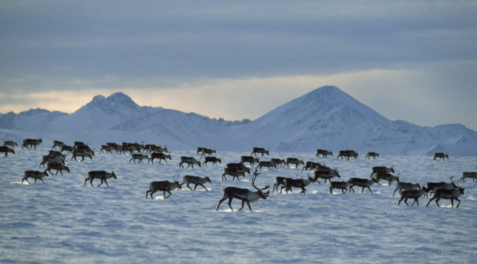 Wildlife Are Evolving to Survive a Rapidly Warming Arctic—but Can They Adapt Fast Enough?