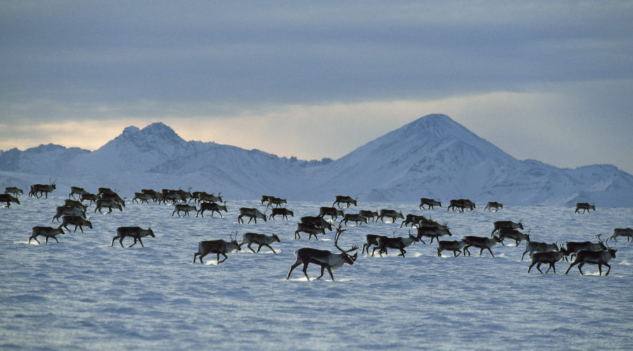 Wildlife Are Evolving To Survive A Rapidly Warming Arctic Sunset Magazine