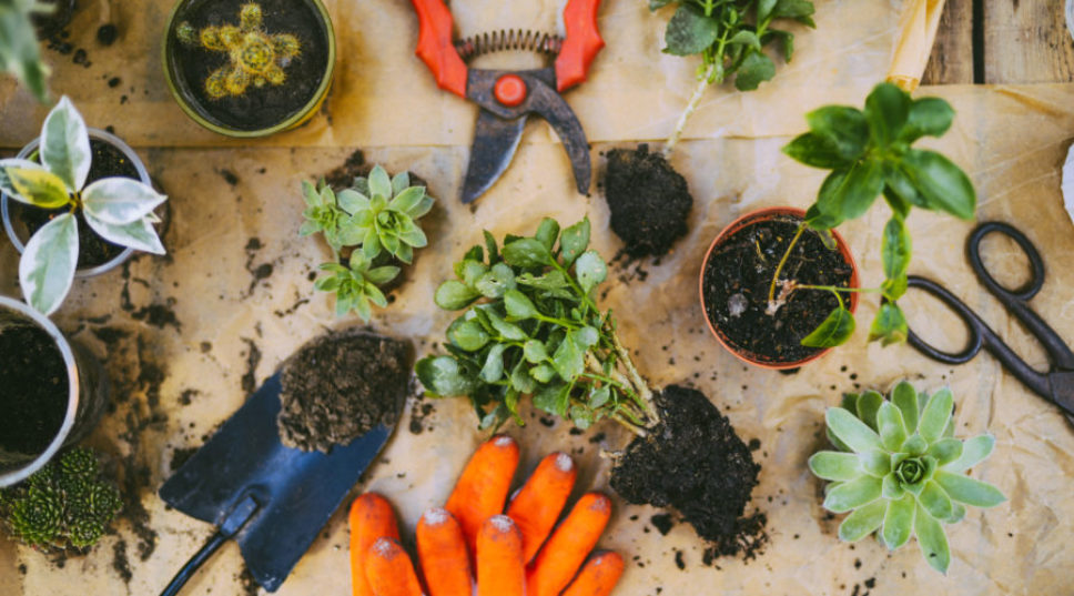 All of the Basic Tools You Should Keep in Your Garden