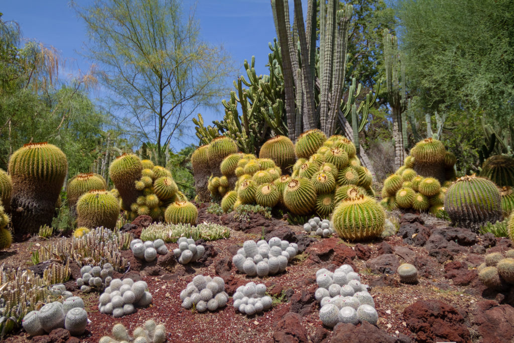 Incredible desert cactus garden with multiple types of cactus in the spring or summer on a bright day.