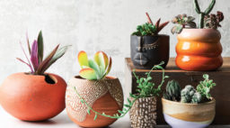 Ceramics and planters for succulents