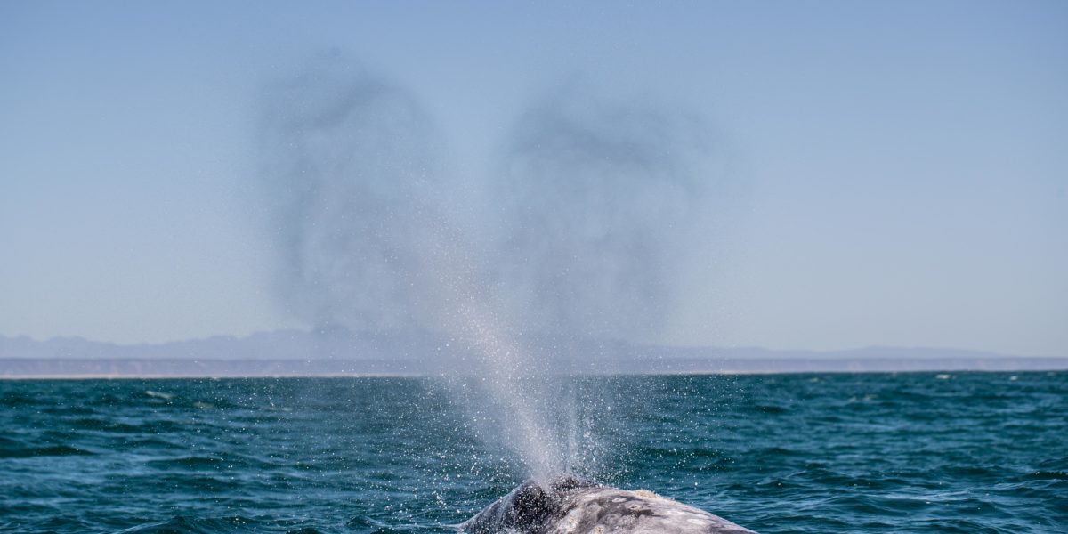 The Whales of Baja