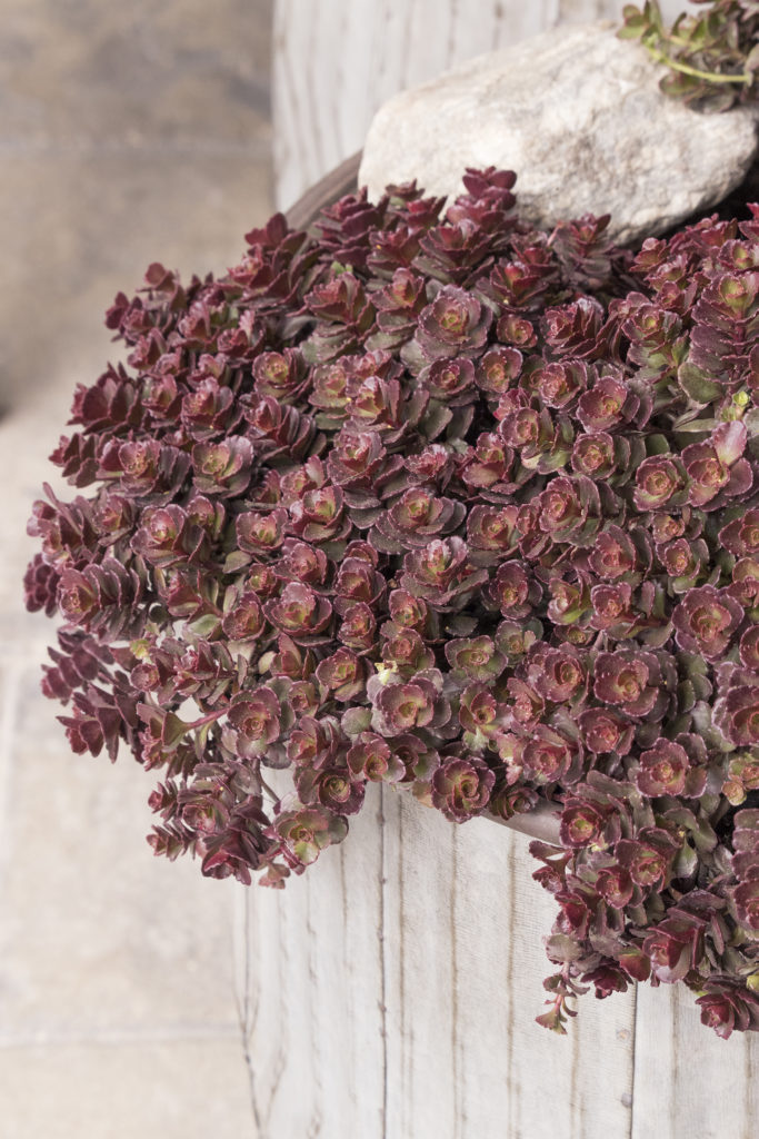 Bronze Carpet Stonecrop