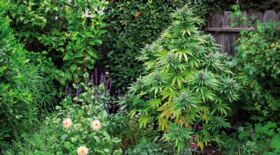 Growing Weed Outdoors Is Easier Than You Think